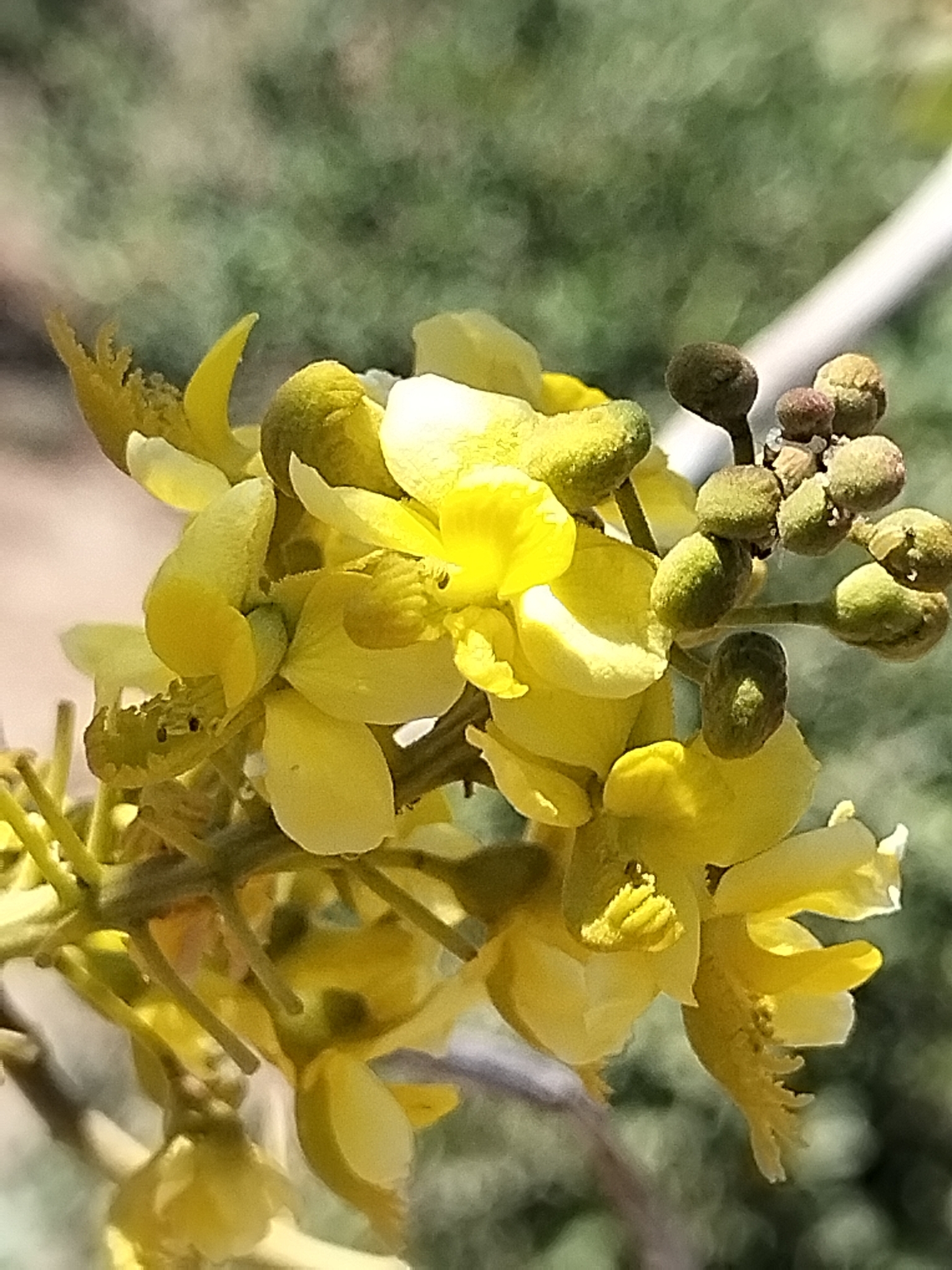 Coulteria Platyloba (Coulteria platyloba)
