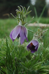 Pulsatilla halleri