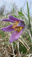 Pulsatilla halleri