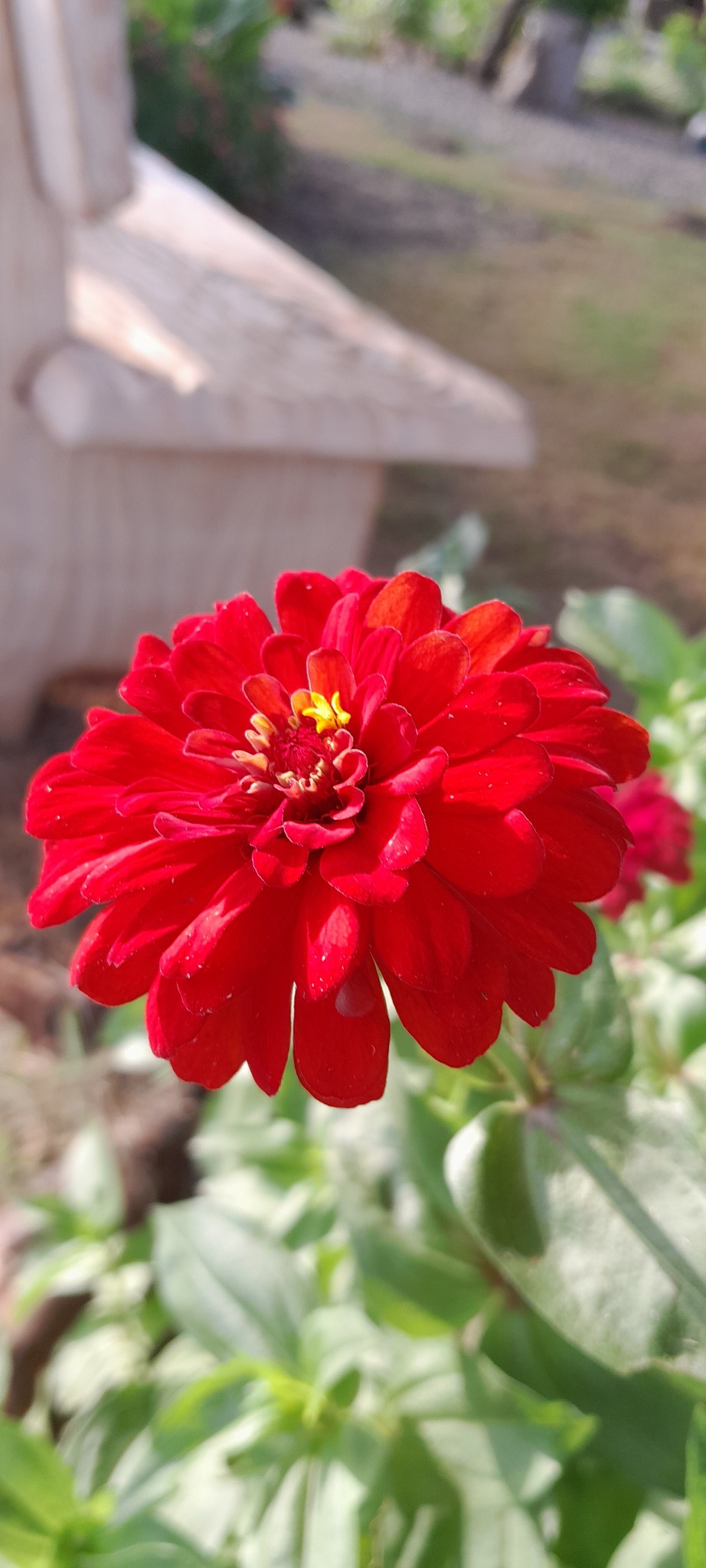 Zinnia elegans