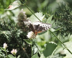 Speyeria cybele letona