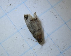 Notocelia culminana