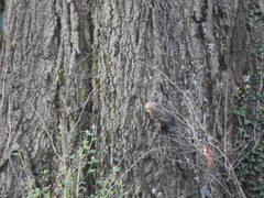 Sturnus vulgaris