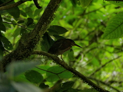 Butorides virescens