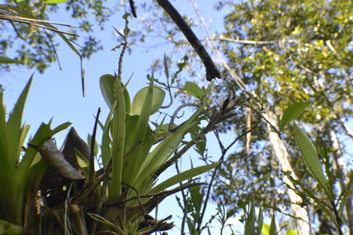 Image of Guzmania monostachia by (c) EstebanMH, some rights reserved (CC BY)