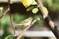 Phylloscopus trochiloides viridanus
