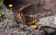 Aglais ladakensis