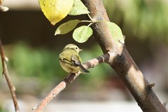 Phylloscopus trochiloides viridanus