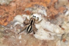 Langona tartarica