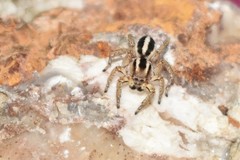 Langona tartarica