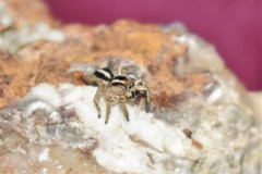 Langona tartarica