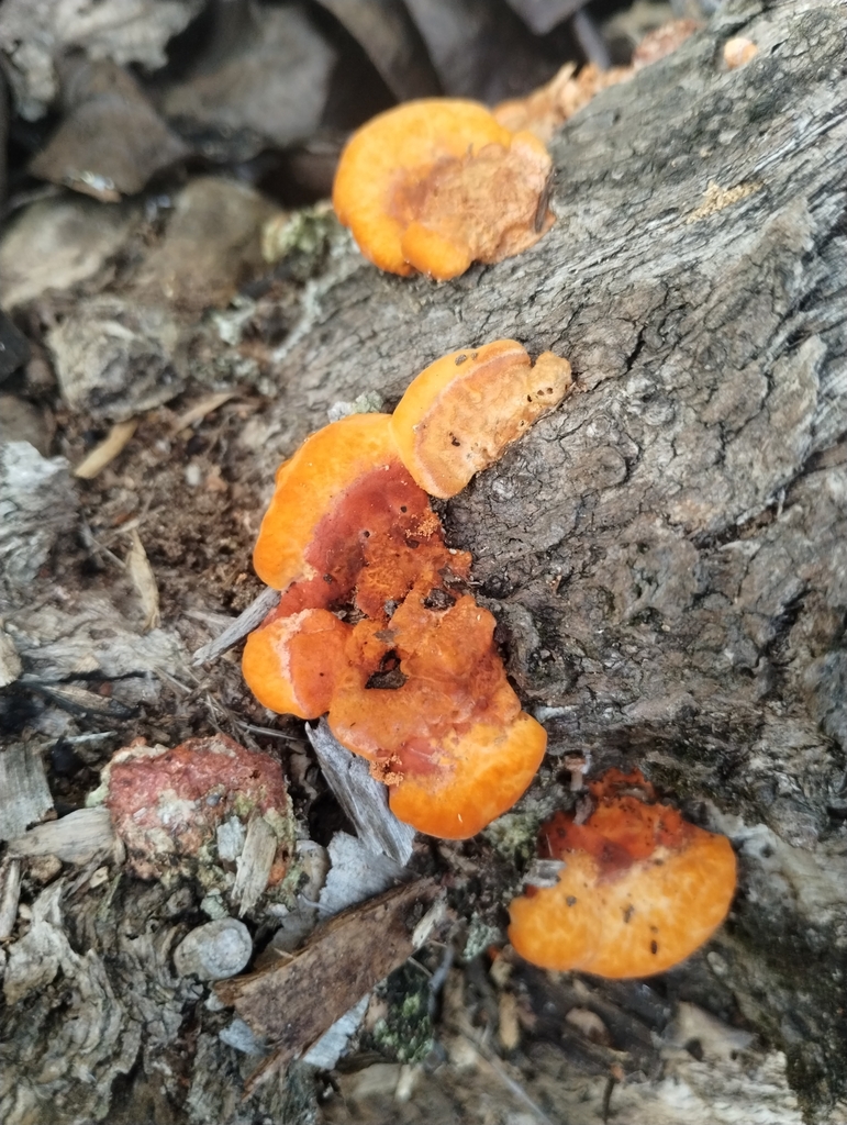 Trametes coccinea · May 2025 · photo: © notdoriangray (iNaturalist, cc-by)
