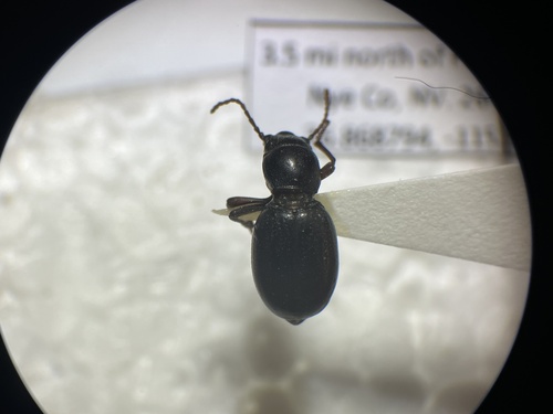Triorophus laevis
