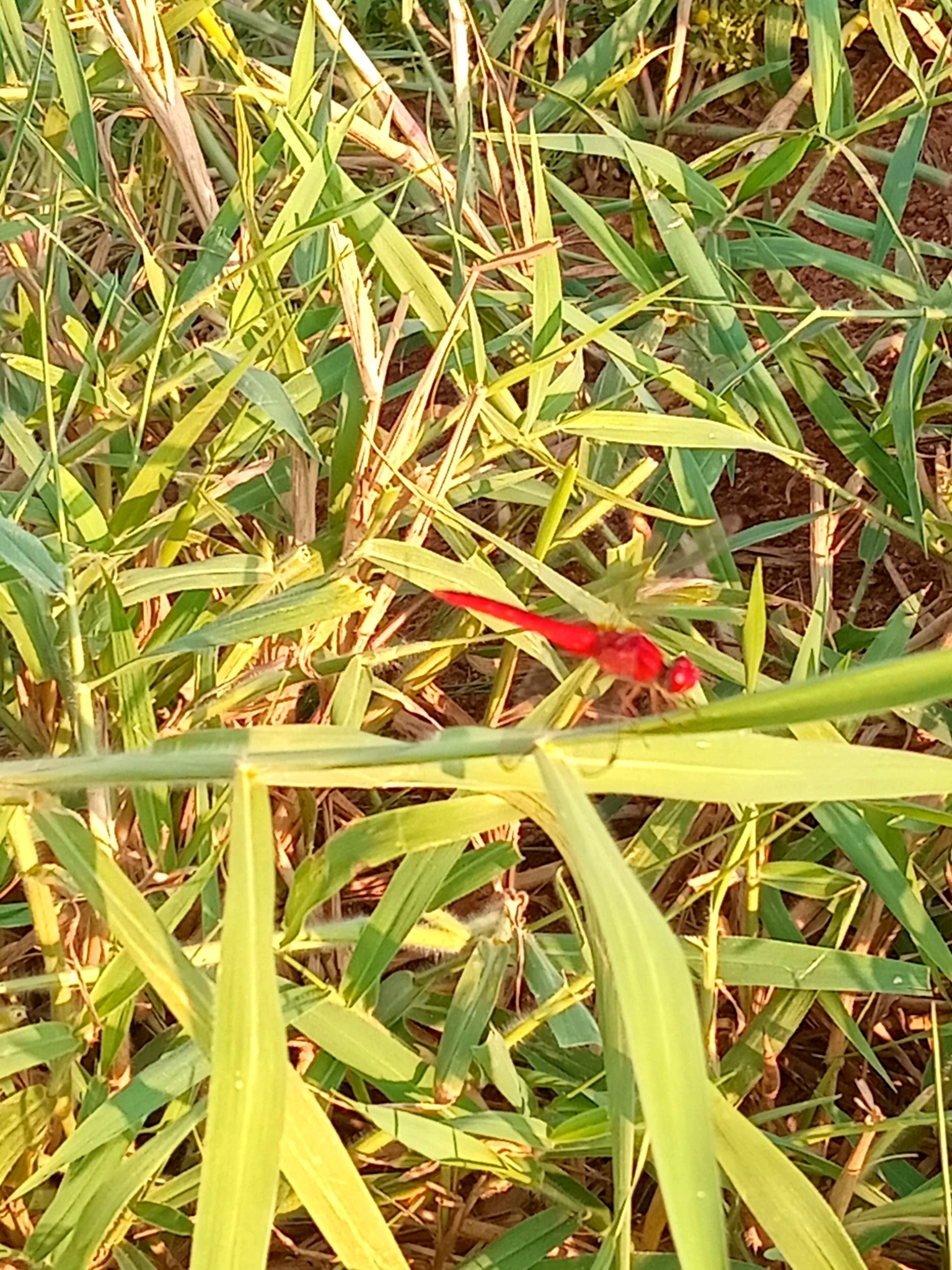 Scarlet Skimmer