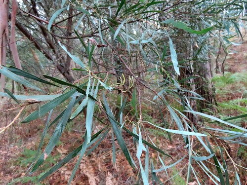 Image of Acacia provincialis by (c) Elspeth Swan, some rights reserved (CC BY)