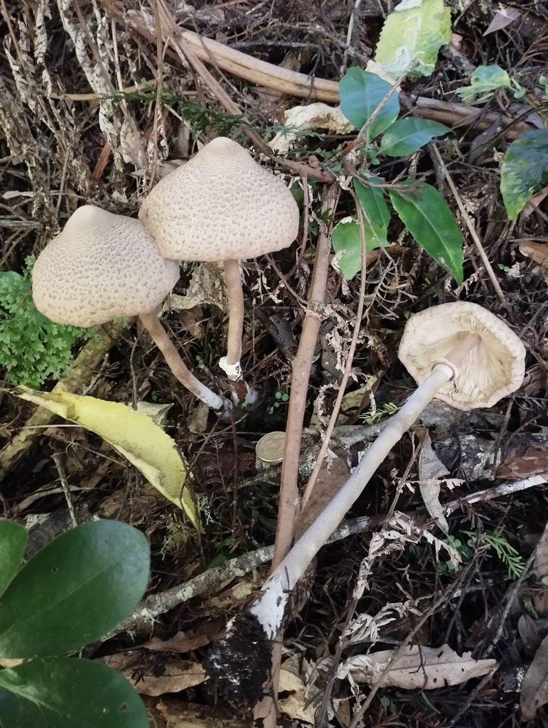 Macrolepiota clelandii · May 2025 · photo: © geoffr (iNaturalist, cc0)