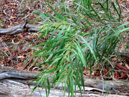 Image of Acacia floribunda by (c) Elspeth Swan, some rights reserved (CC BY)
