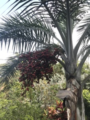 Pseudophoenix sargentii