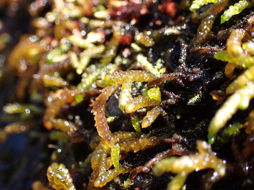 Image of Scleropodium obtusifolium by no rights reserved