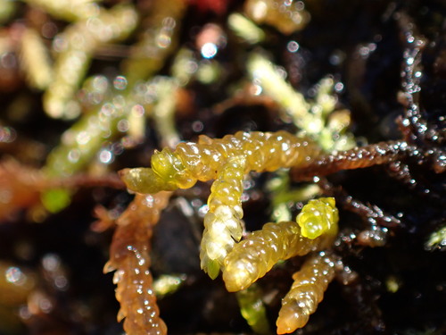 Image of Scleropodium obtusifolium by no rights reserved