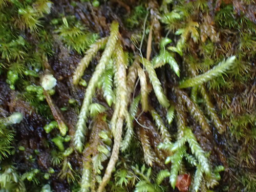 Image of Scleropodium obtusifolium by no rights reserved