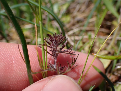 Image of Dwarf Owl's-Clover (Triphysaria pusilla) by no rights reserved
