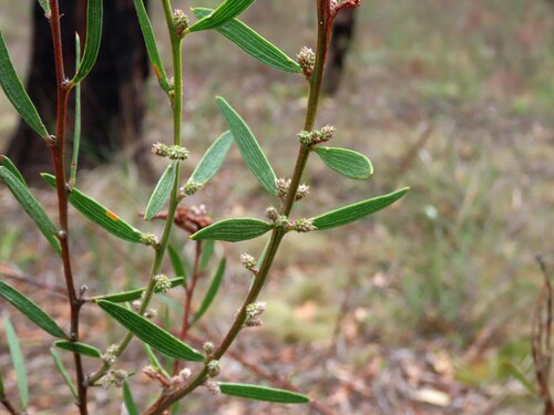 Image of Acacia lanigera by (c) Elspeth Swan, some rights reserved (CC BY)
