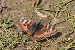 Aglais ladakensis