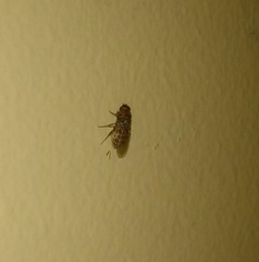 Drosophila repleta