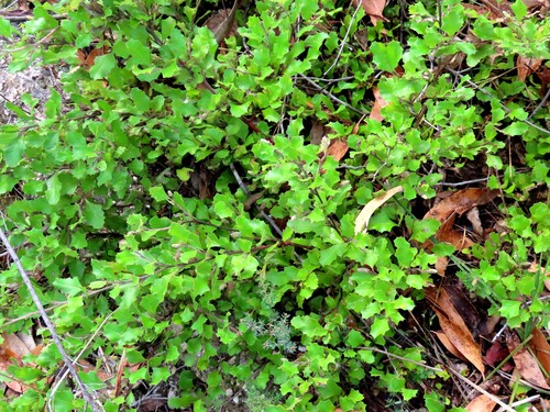 Image of Grevillea bedggoodiana by (c) Elspeth Swan, some rights reserved (CC BY)