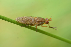 Pherbina coryleti