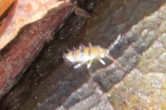 Entomobrya triangularis