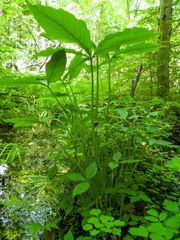 Arisaema stewardsonii