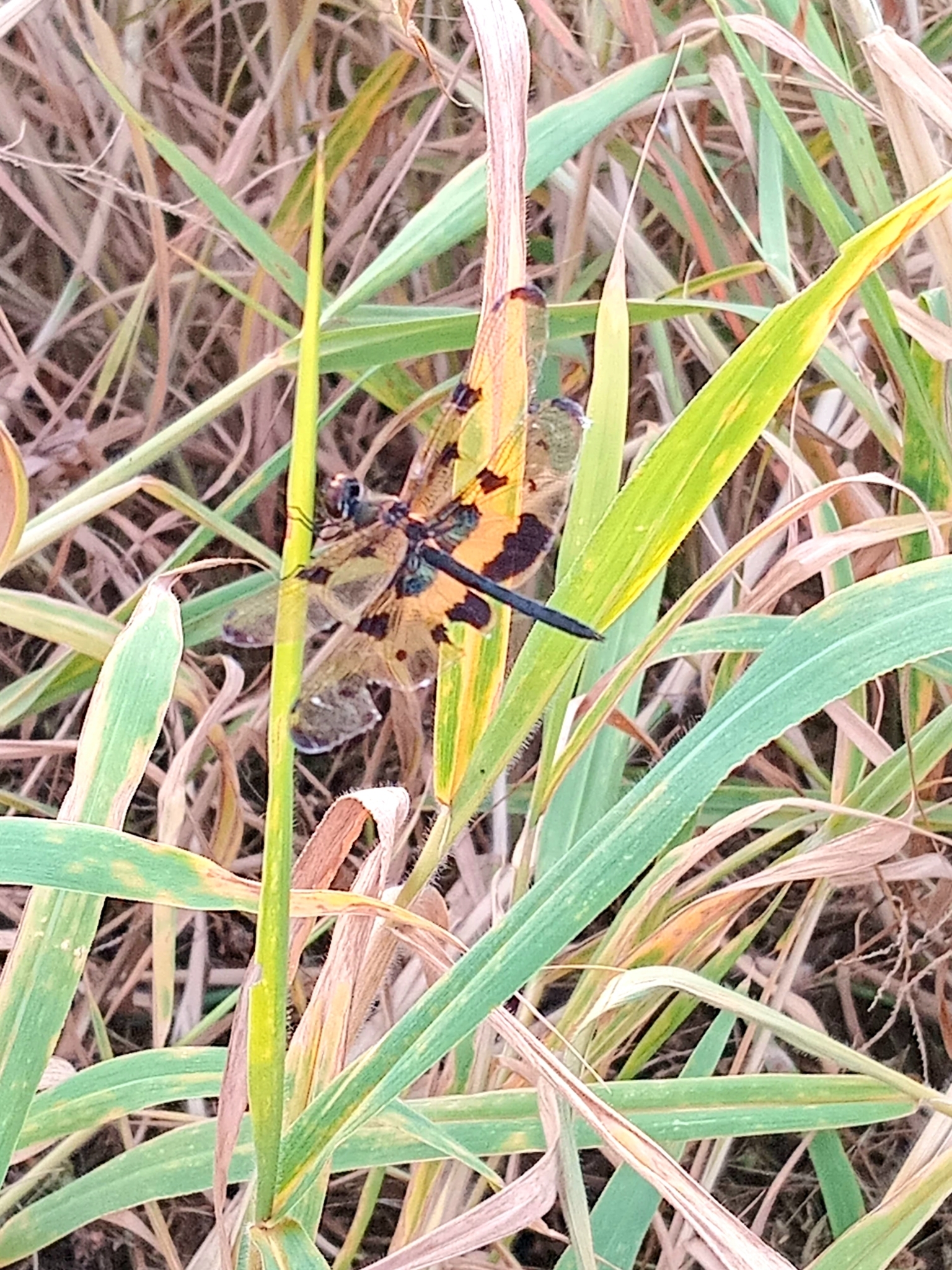 Common Picture Wing