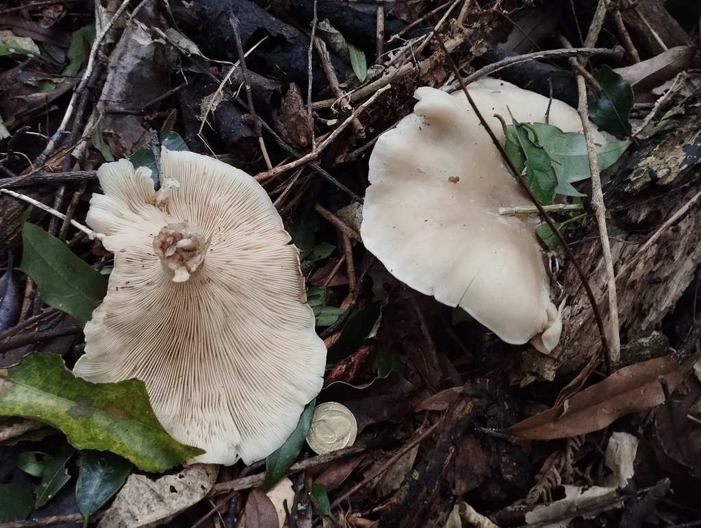 Clitocybe nebularis · May 2025 · photo: © geoffr (iNaturalist, cc0)