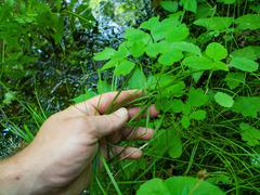 Carex trisperma