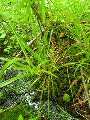 Carex laxiflora
