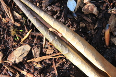 Entomobrya triangularis