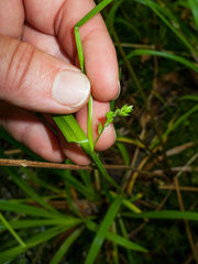 Carex laxiflora