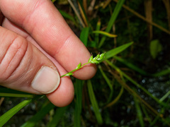 Carex laxiflora