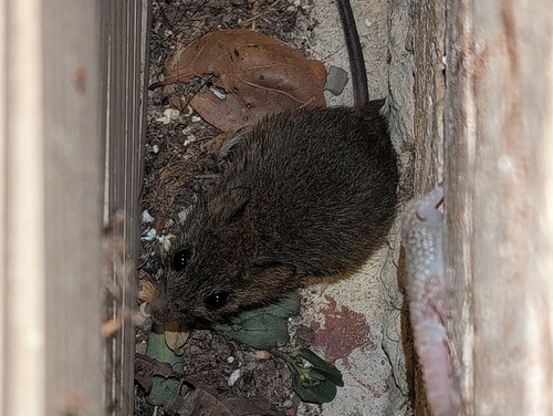 Northwestern Marsh Rice Rat (Oryzomys texensis)