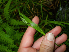 Carex laxiflora