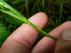 Carex laxiflora