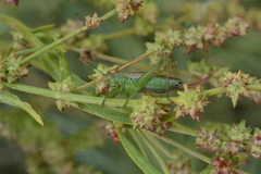 Conocephalus dorsalis
