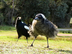 Australian Magpie photo 4