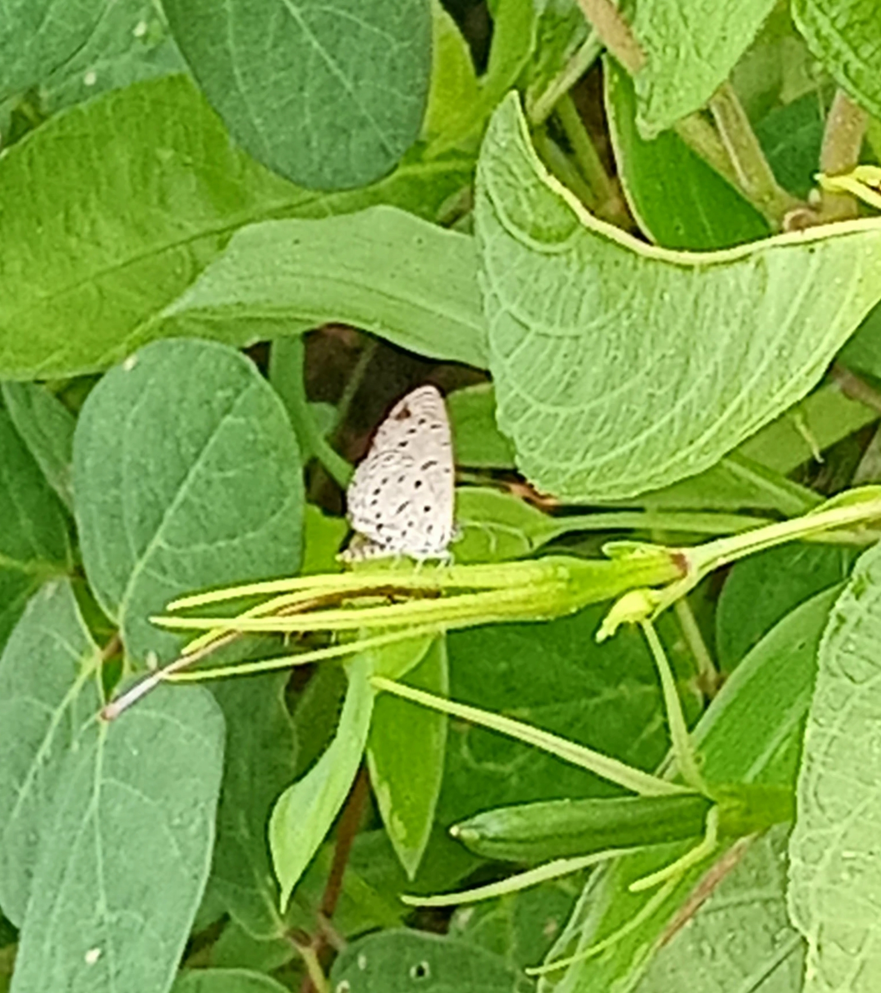 Tiny Grass Blue
