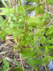 Scutellaria galericulata