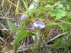 Scutellaria galericulata