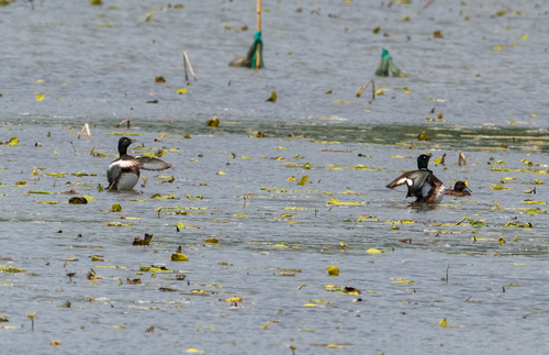 Baer's Pochard