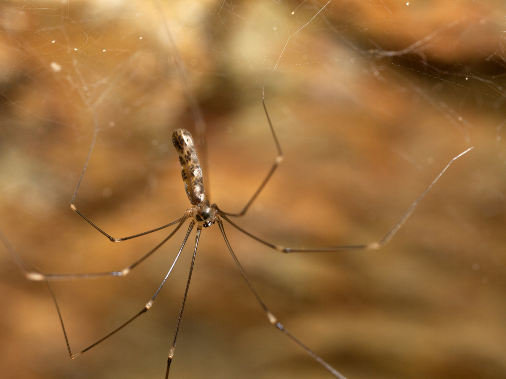Pholcus nagasakiensis